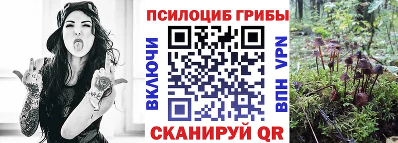 Галлюциногенные грибы Psilocybe  Северодвинск 